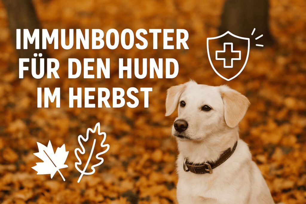 Immunbooster für Hunde im Herbst - Labrador sitzt im Blätterwald